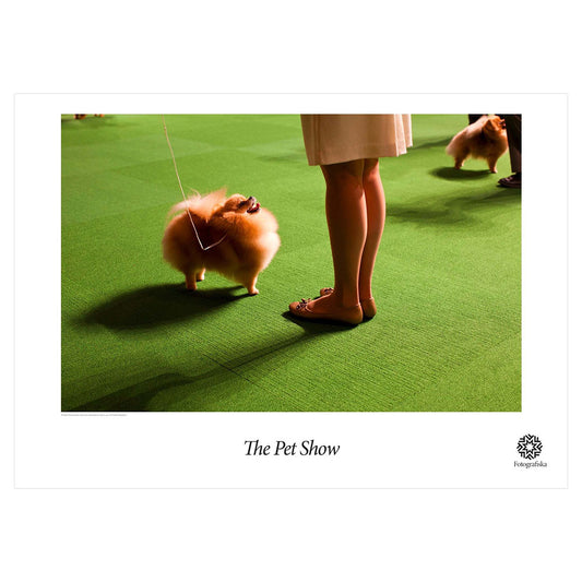 Double Pomeranian Poster