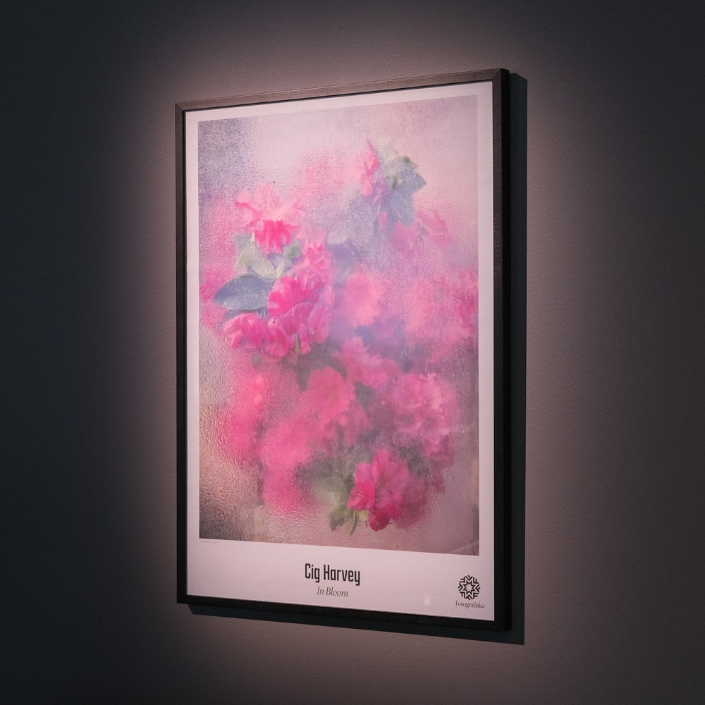Azaleas Pressing Poster