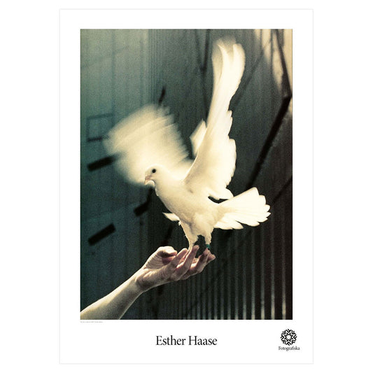 The Dove Poster | Esther Haase | Fotografiska Posters